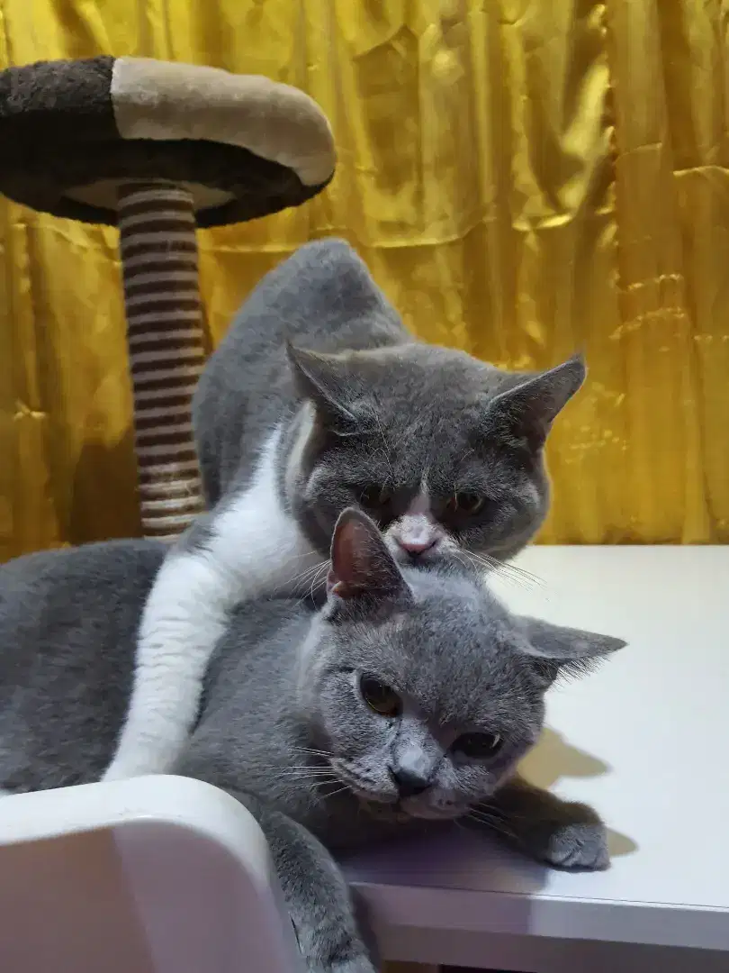 BRITISH SHORTHAIR BICOLOR BLUE