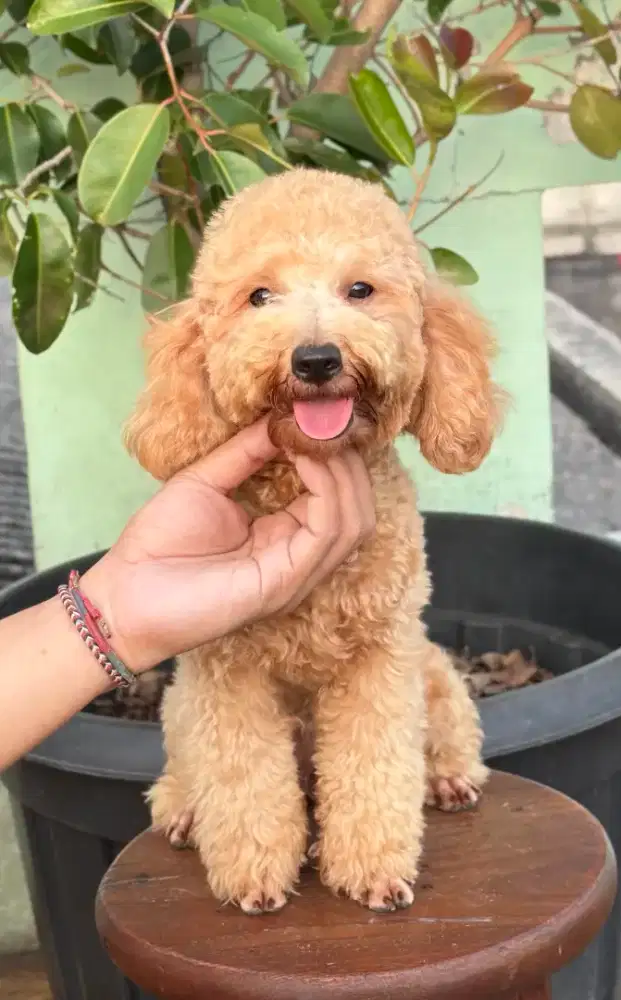 Jual Anjing Toy Poodle Apricot, Betina, Calon Indukan. (Nego).
