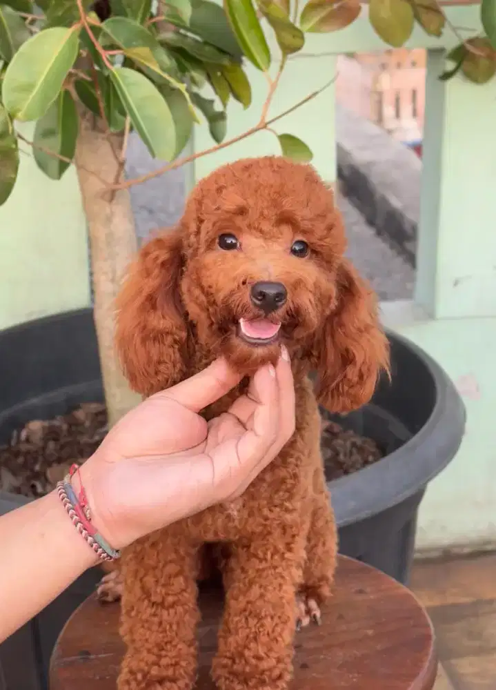 Jual Anjing Red Toy Poodle, Jantan, Vaksin. (Nego).