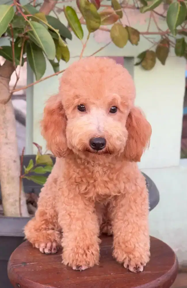 Jual Anjing Toy Poodle, Apricot, Jantan, Vaksin. (Nego).