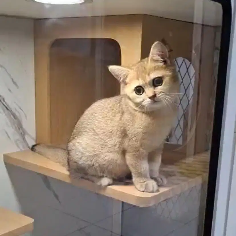 Bsh golden / british shorthair golden