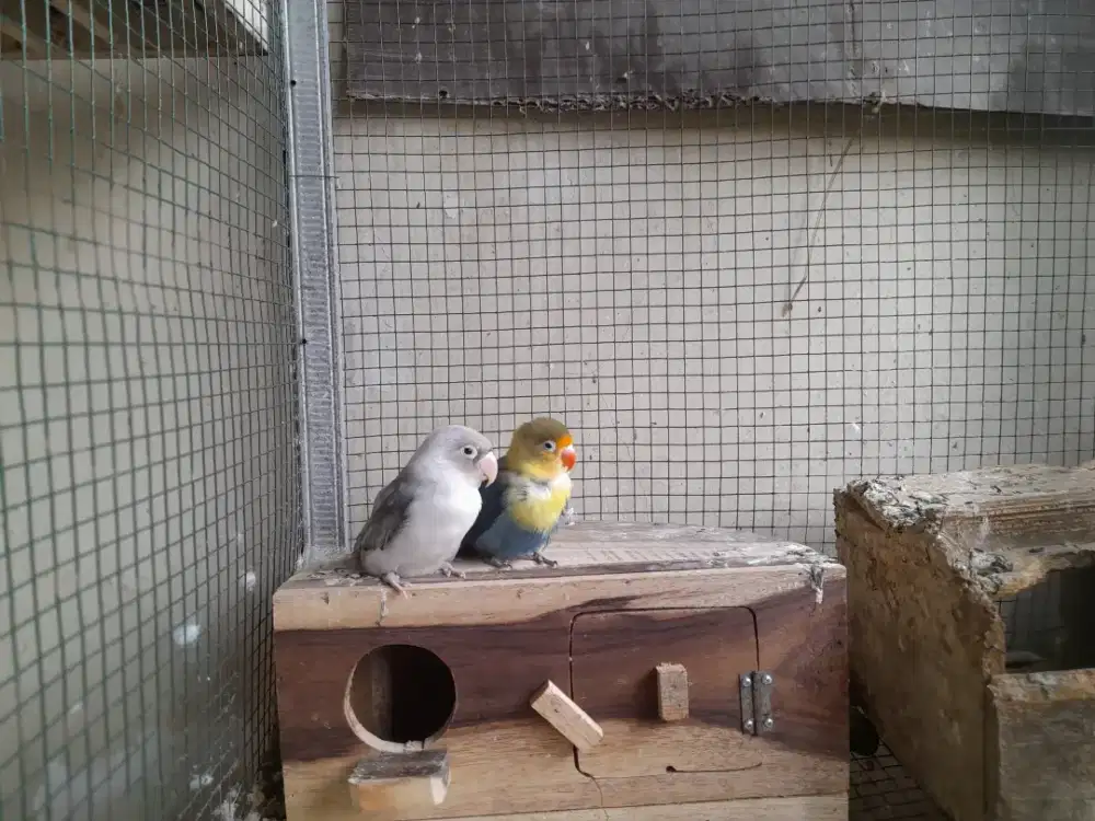 Lovebird pb x mouve sepasang