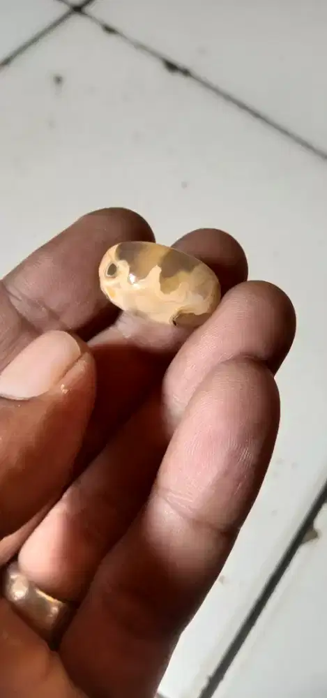 Batu lafazh natural karang nunggal