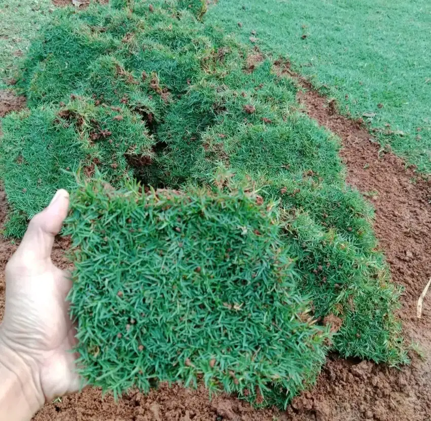 Rumput golf - rumput golf taman