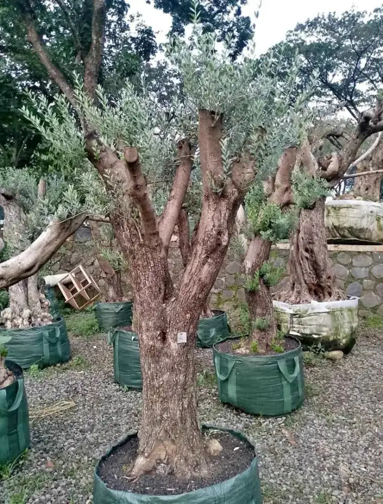 Pohon zaitun fosil / olive tree fosil
