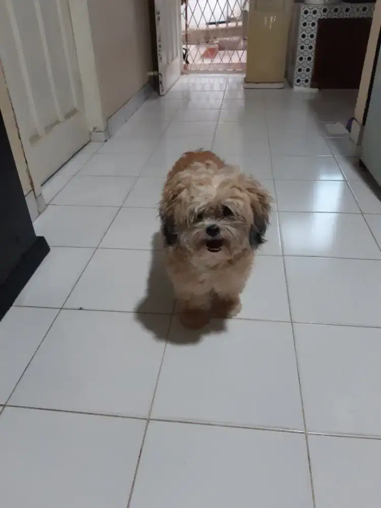 Anjing Shitzu lucu