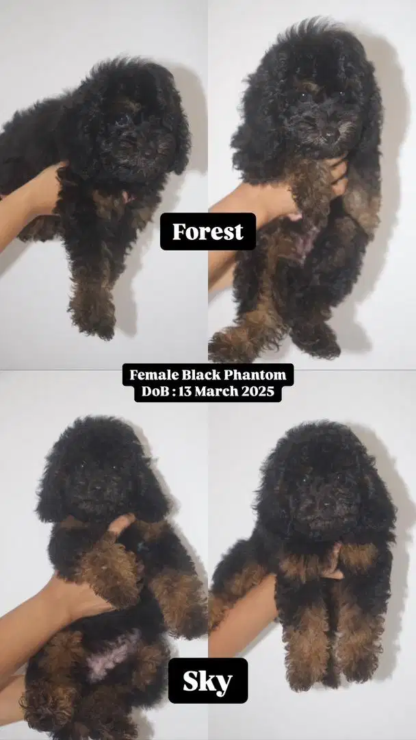 Toy Poodle ( Black Phantom ) umur 2Bulan
