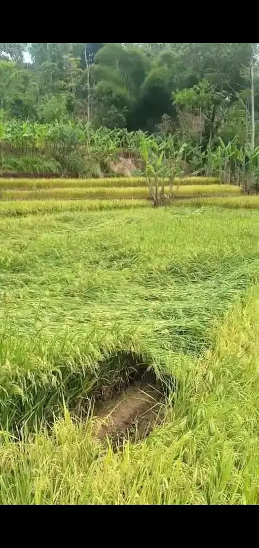 Sawah subur dan kebun dekat jalan mobil