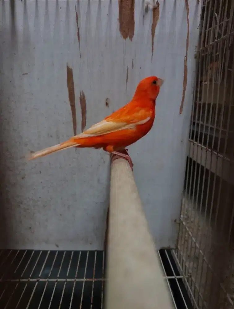 Kenari RED VARIANT ( MERLOK, BLACKRED, BON MERLOK)