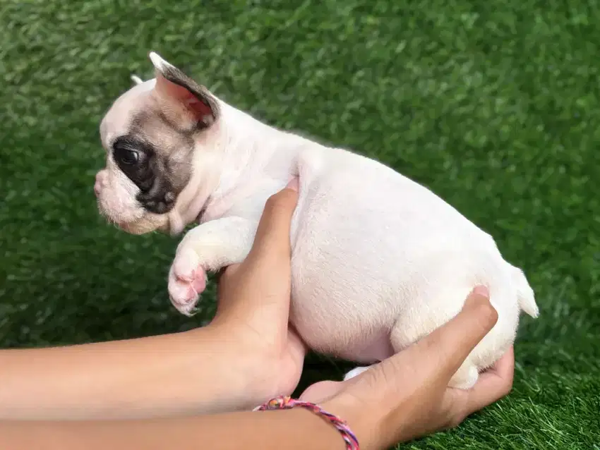 French bulldog jantan