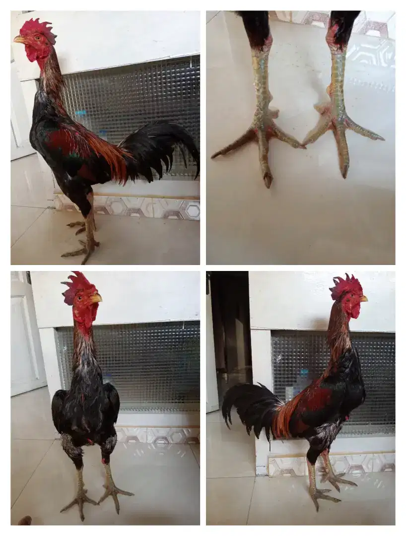 Ayam Mangon ukuran 4,5
