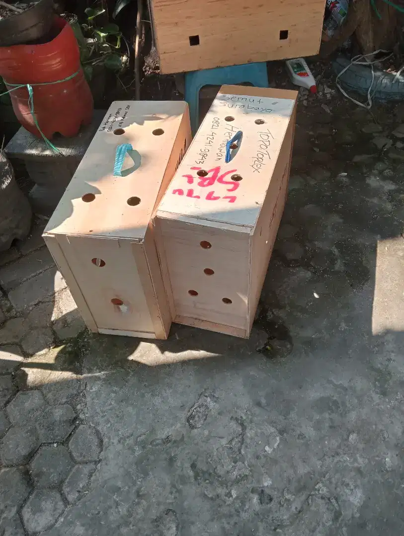 Box ayam Monggo