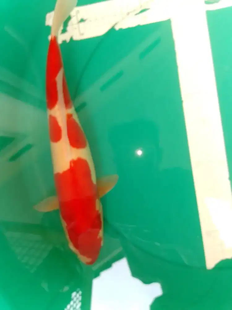 Ikan koi jenis KOHAKU DOITSU 42cm male