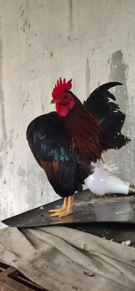 Ayam Hias serama Ayam kontes 4,5 bulan