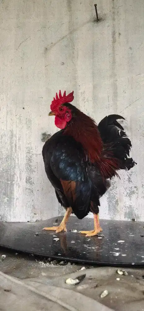 Ayam serama Ayam hias usi muda.