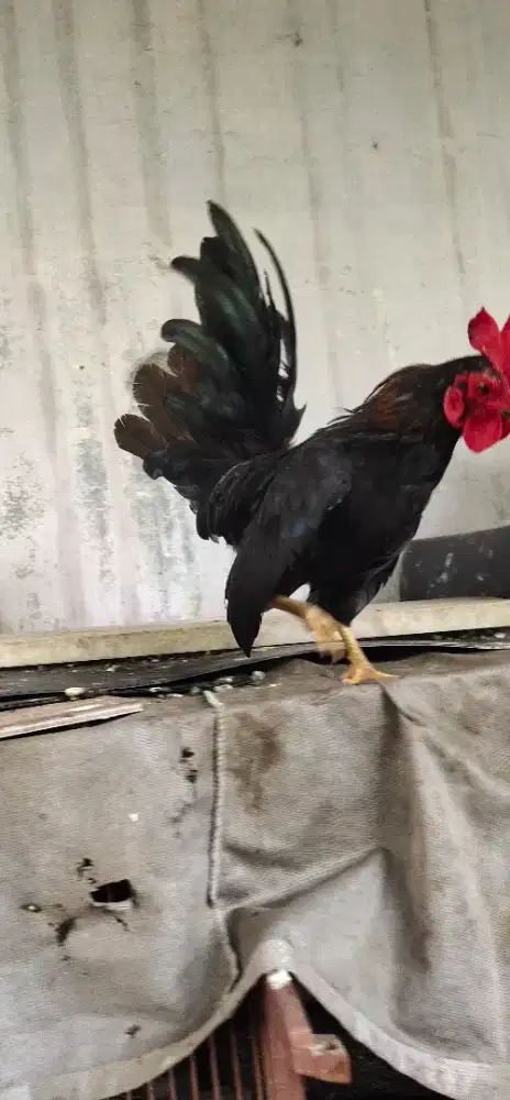 Ayam hias Ayam Serama Jantan