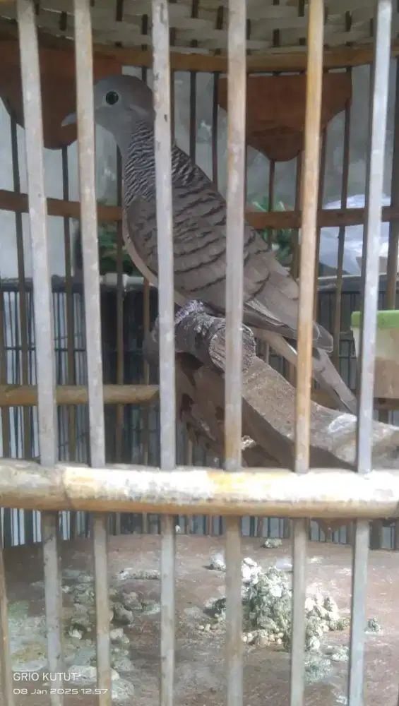 harap di baca perkutut crossing manggung,ngoar