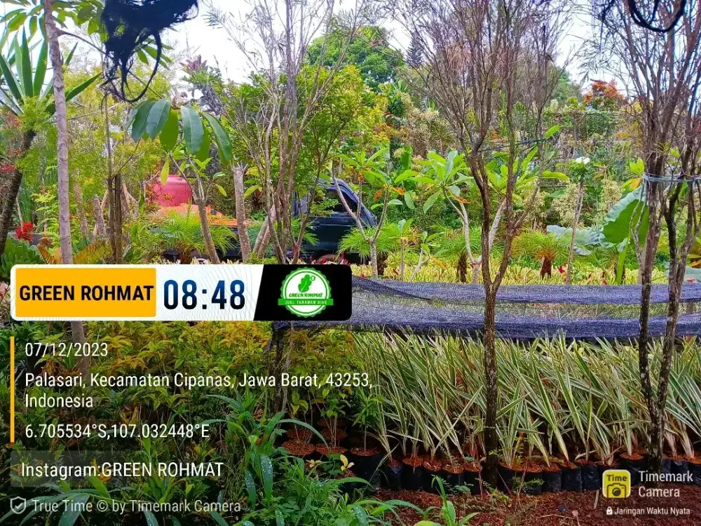 jual tanaman hias - JABODETABEK