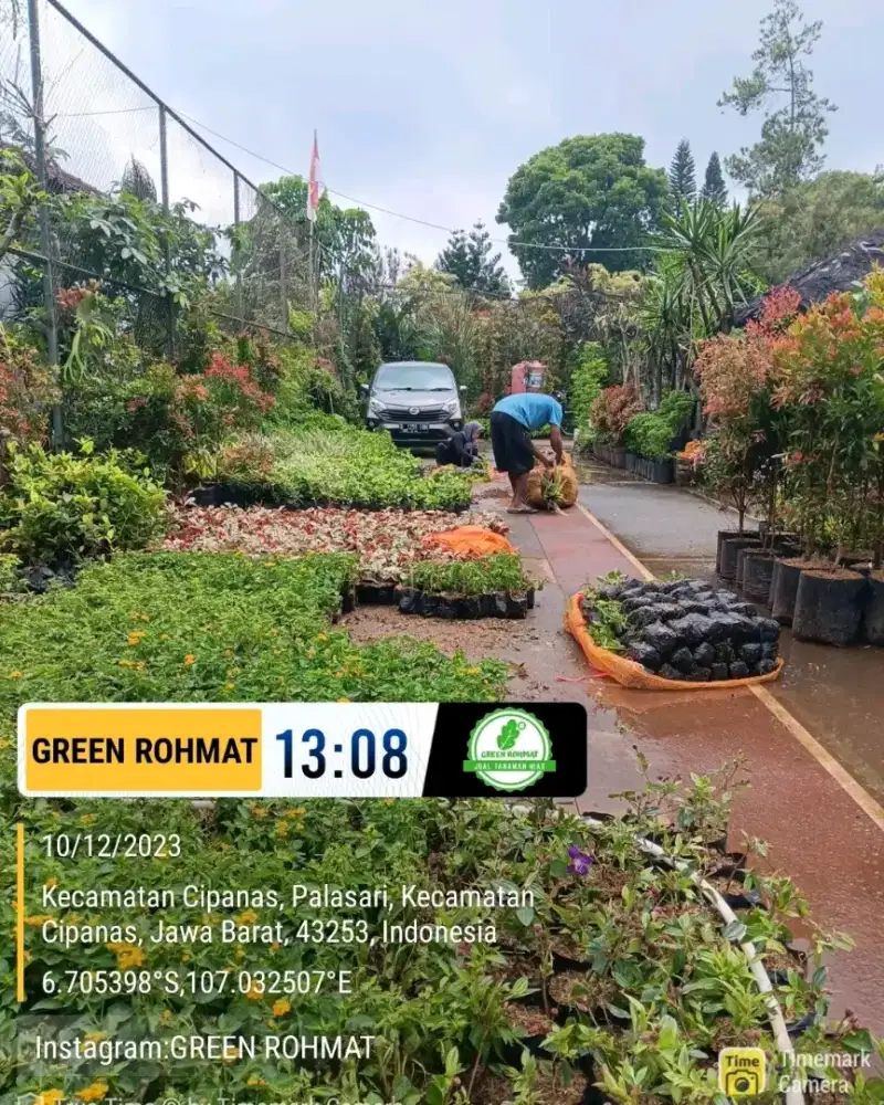 Jual Tanaman  hias - JABODETABEK