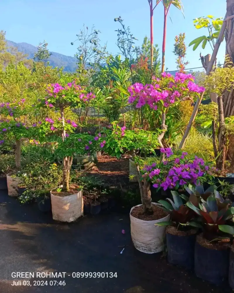 Penyuplai  Tanaman Hias - JABODETABEK