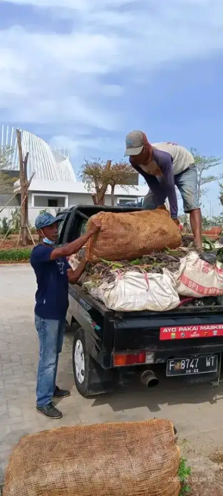 Tanaman Hias - JABODETABEK