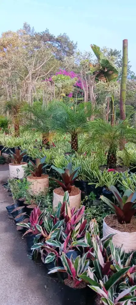 LANDSCAPE Tanaman Hias - JABODETABEK