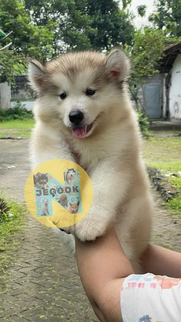 Alaskan malamute jantan