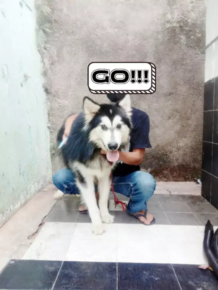 Grooming panggilan kerumah untuk Anabul