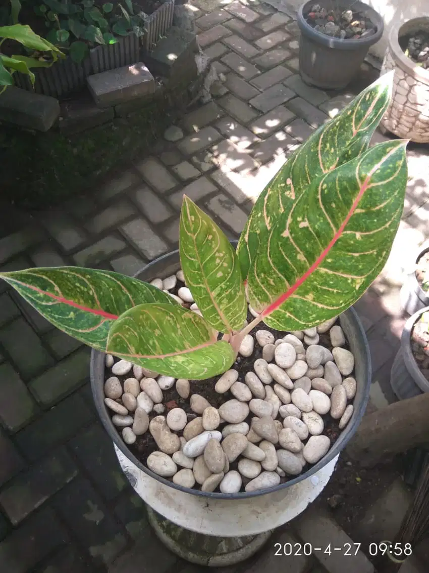 TANAMAN AGLAONEMA MERAH (SRI REJEKI MERAH) MURAH