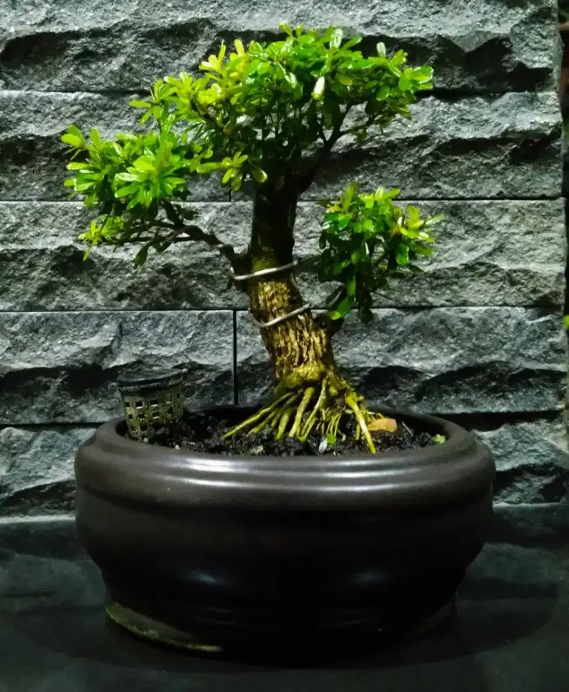 Jual bonsai sansibur super micro Vietnam