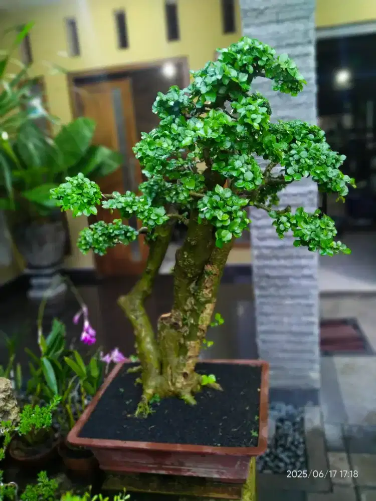 Jual bonsai serut