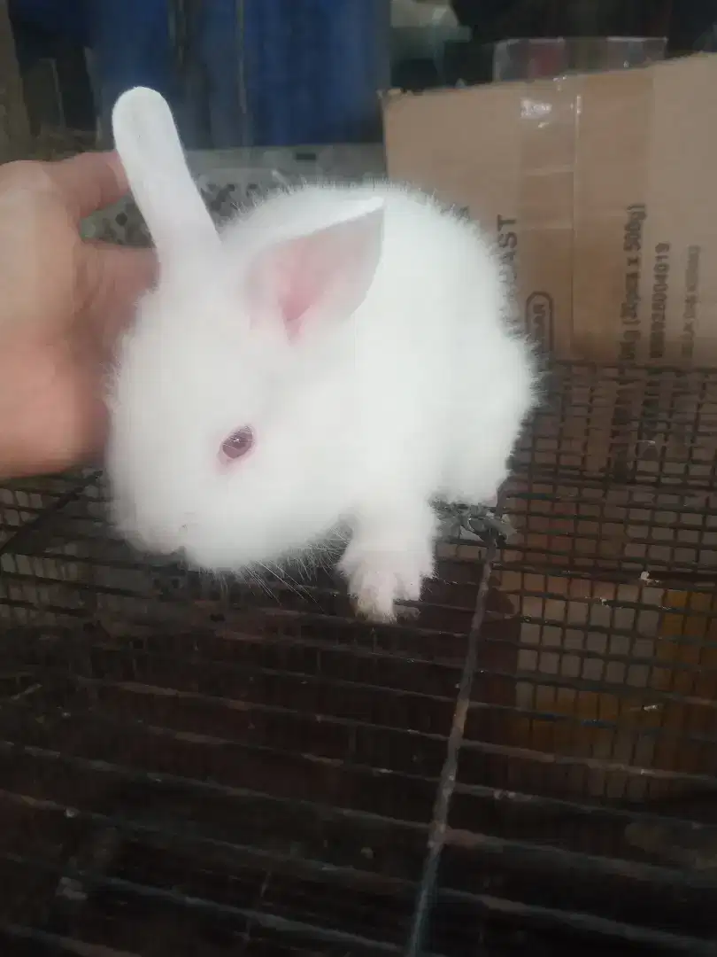 Anakan kelinci lucu