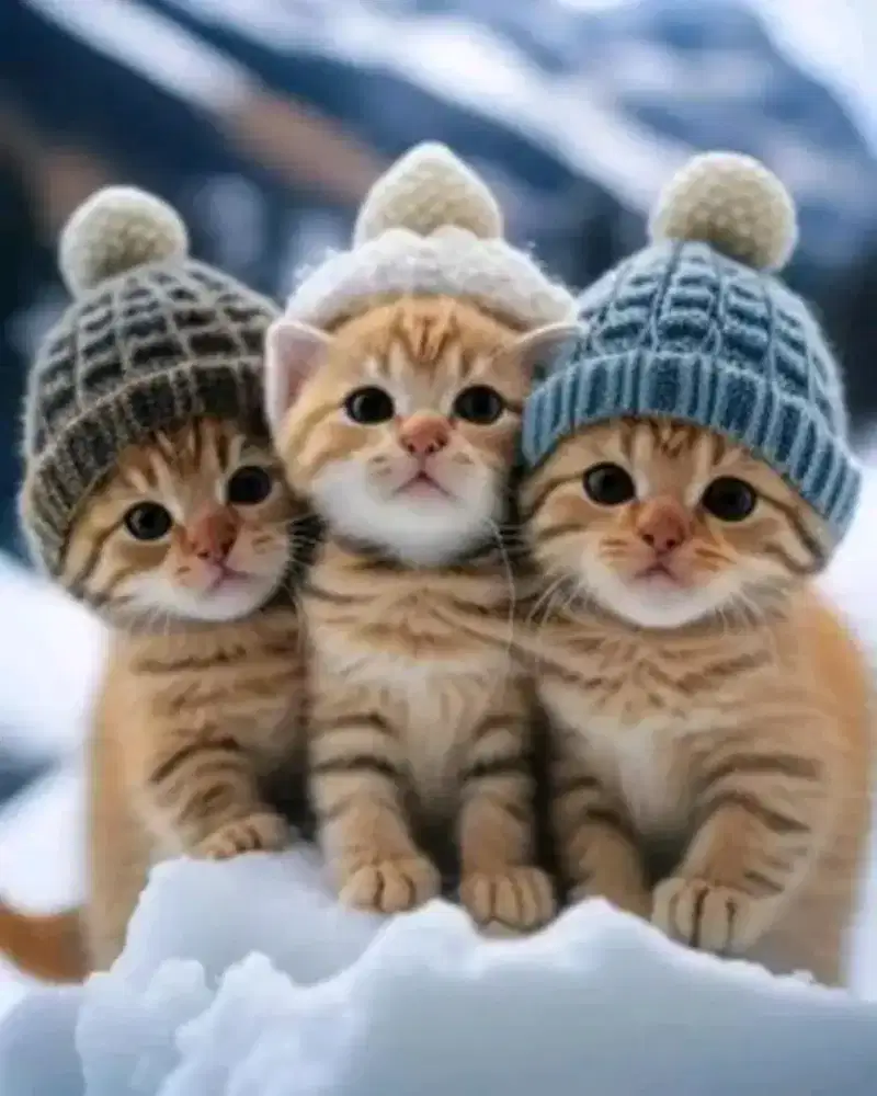 Grooming Khusus Kucing ku