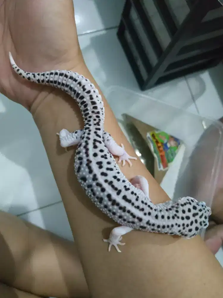 Gecko SSE 12blnan jantan mata hitam pekat cakep jinak lulut