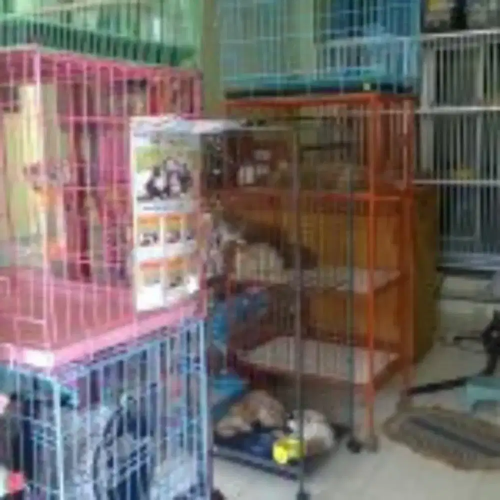 Kandang Kucing, pet cargo di Felix Pet Shop