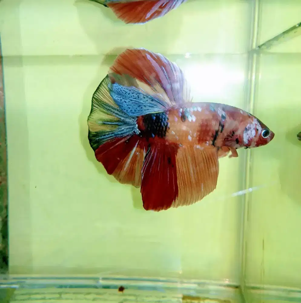 Ikan Cupang Giant HMPK