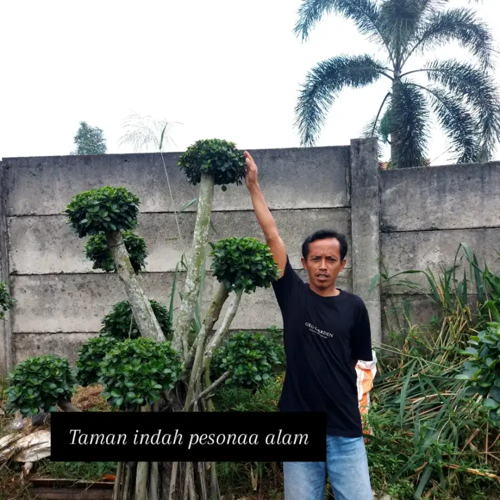 Bonsai mikro tinggi 1,5 meter - bonsai taman