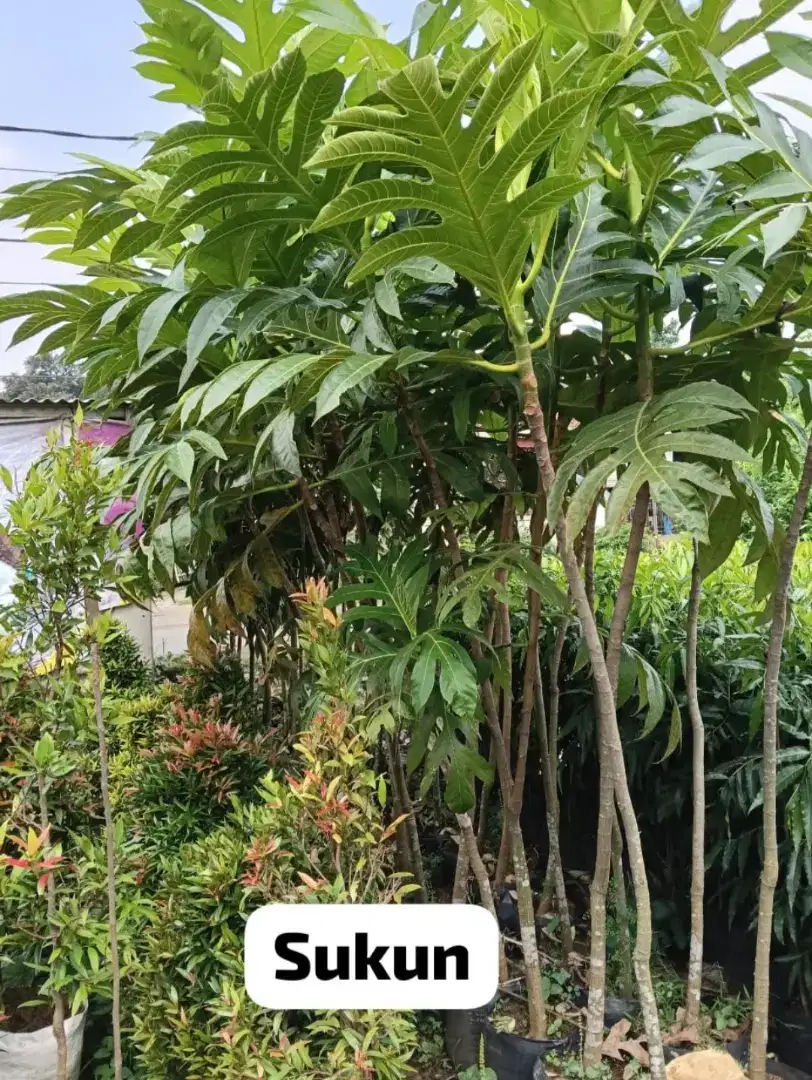 Pohon sukun tinggi 2,5 meter