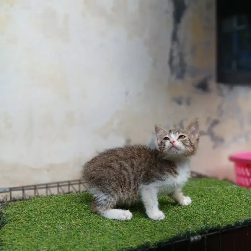 Kitten 2 ekor betina