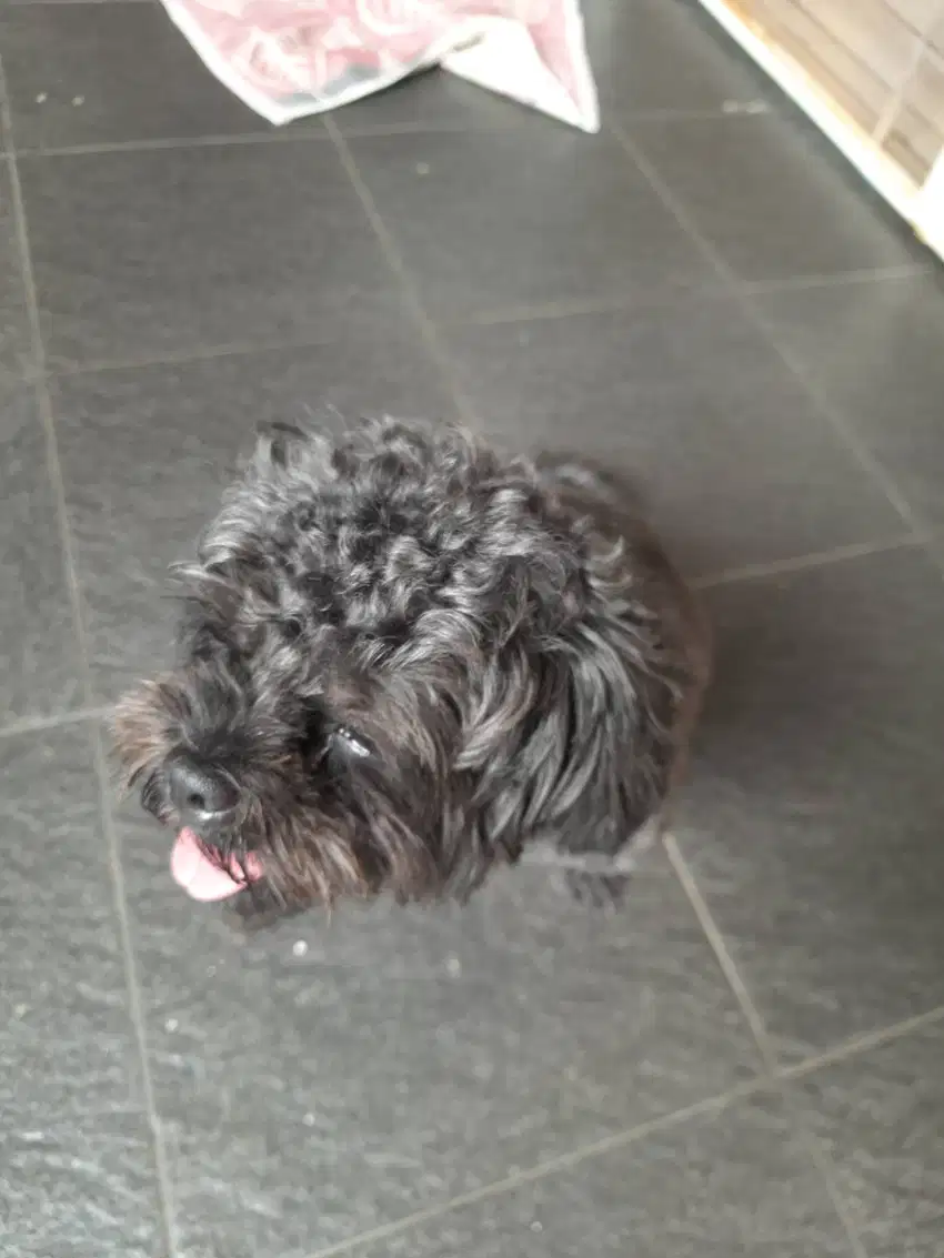 Anjing poodle 2 tahun female no stb no vaksin, kondisi sehat