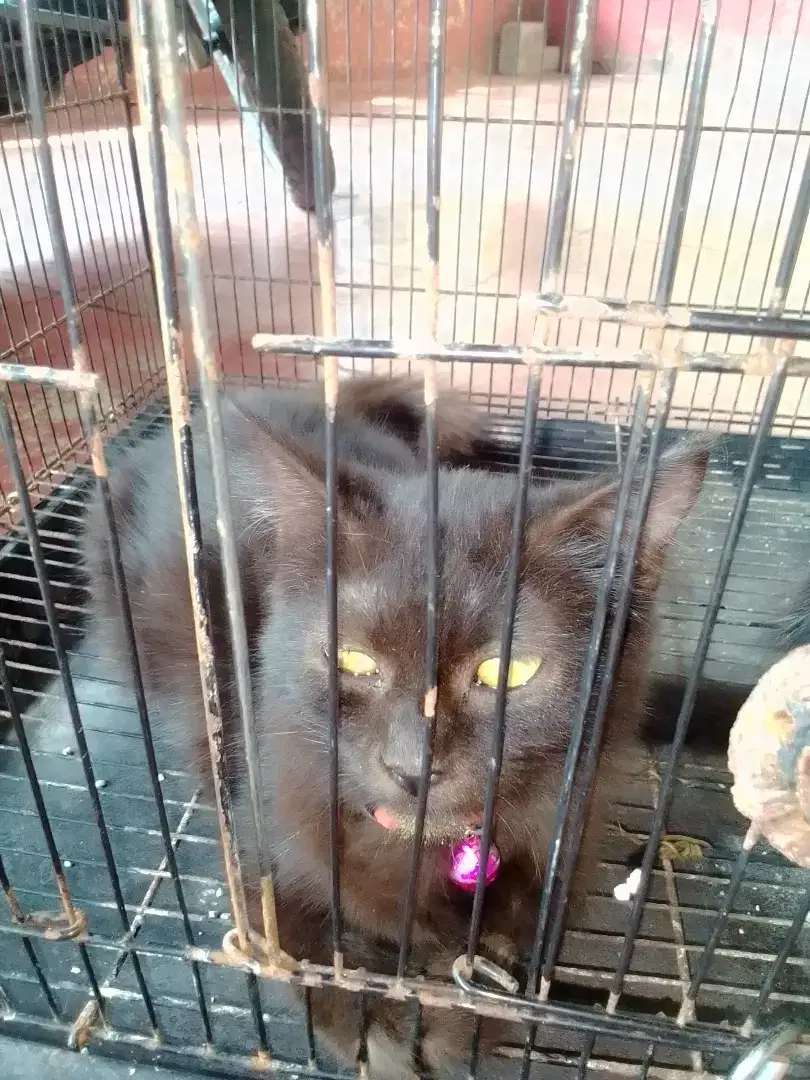 Jual anakan kucing anggora hitam betina