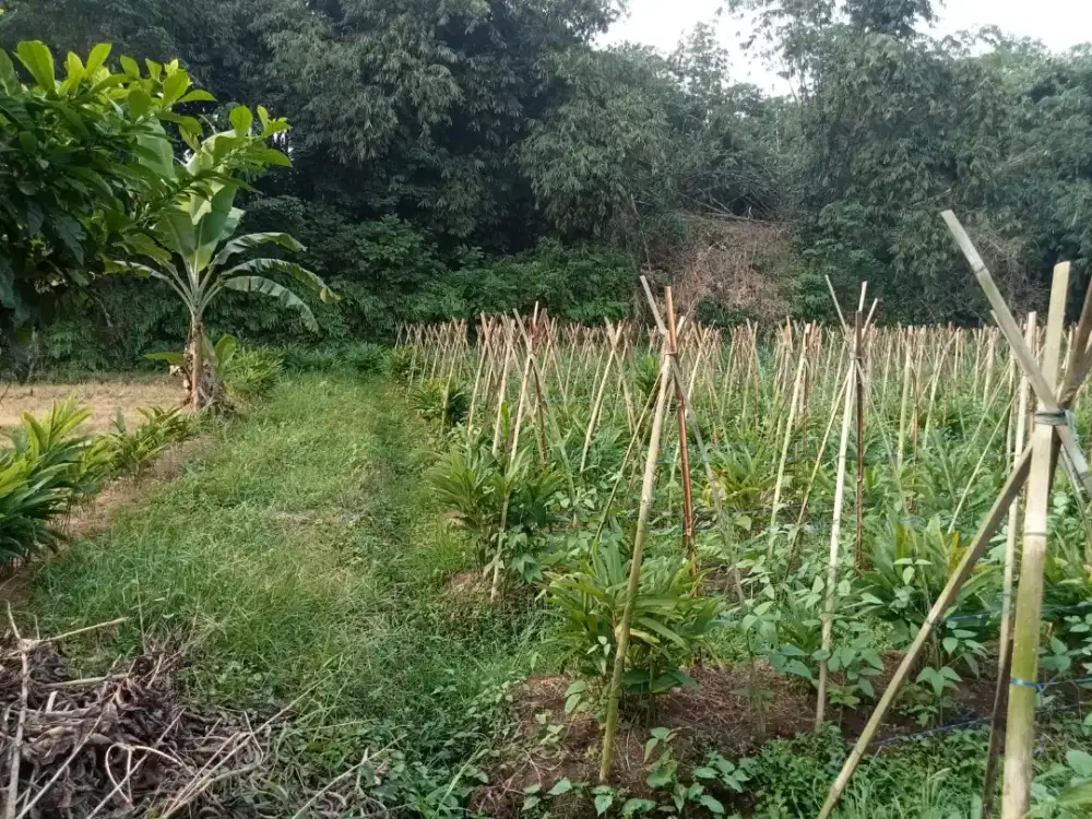 Di jual lhan tanah darat lt 800 mtr Lokasi setratehis datar