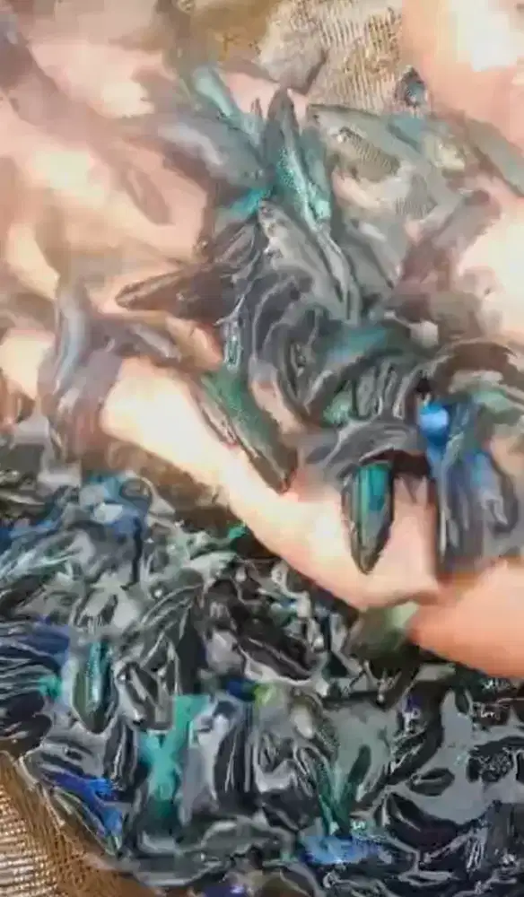 Cupang female atau cewean