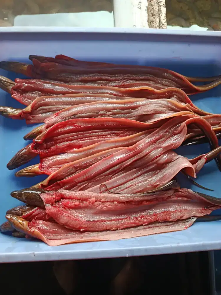 Belut Fillet 160gr Siap Masak – Tanpa Duri, Praktis!