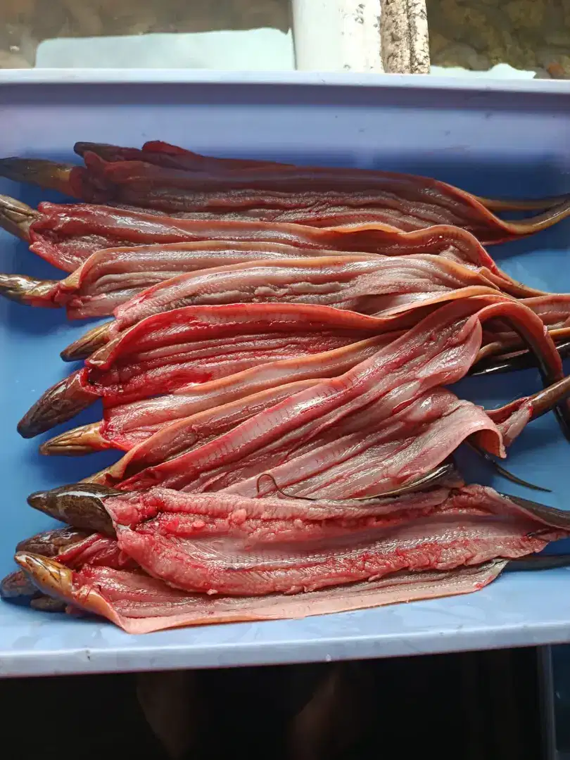 Belut Filet Siap Masak – Tanpa Tulang, Tanpa Repot!