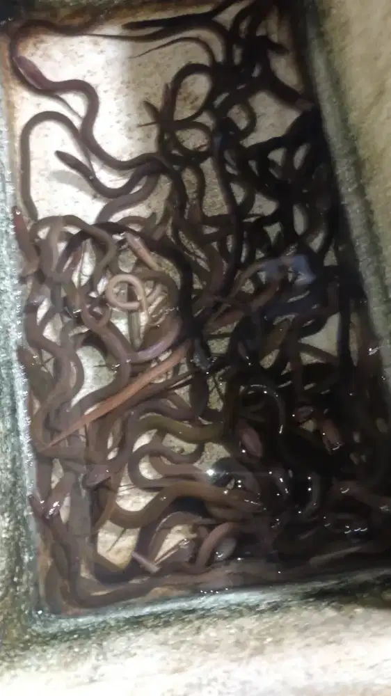 Belut Fillet 160gr – Enak, Sehat, Gak Ribet!