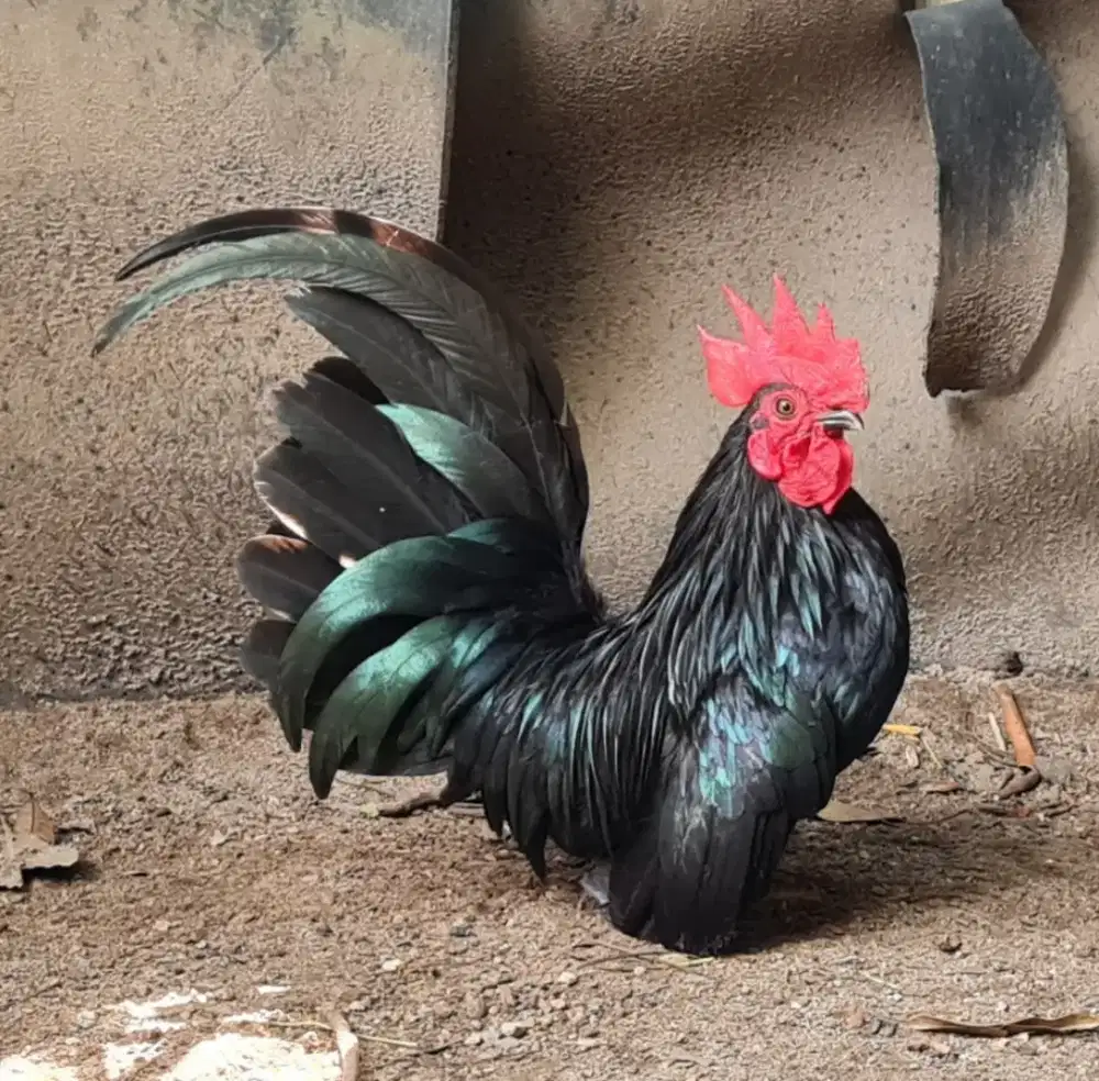 Berbagai macam AYAM HIAS unik langka eksotis