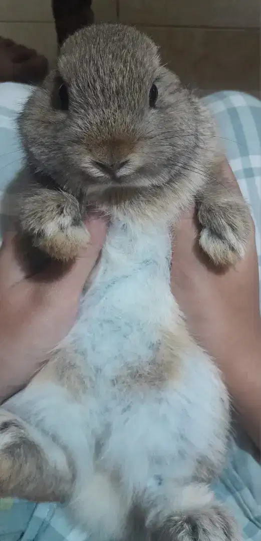 KELINCI NETHERLAND DWARF