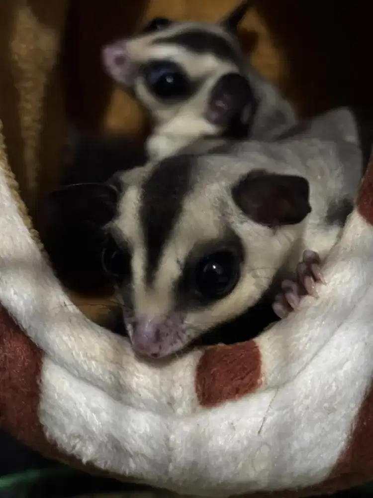SUGAR GLIDER WHITE FACE (SEPASANG)