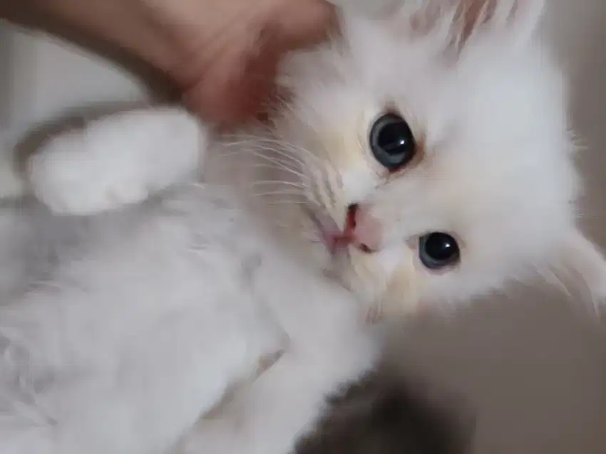 Kitten medium persian x anggora